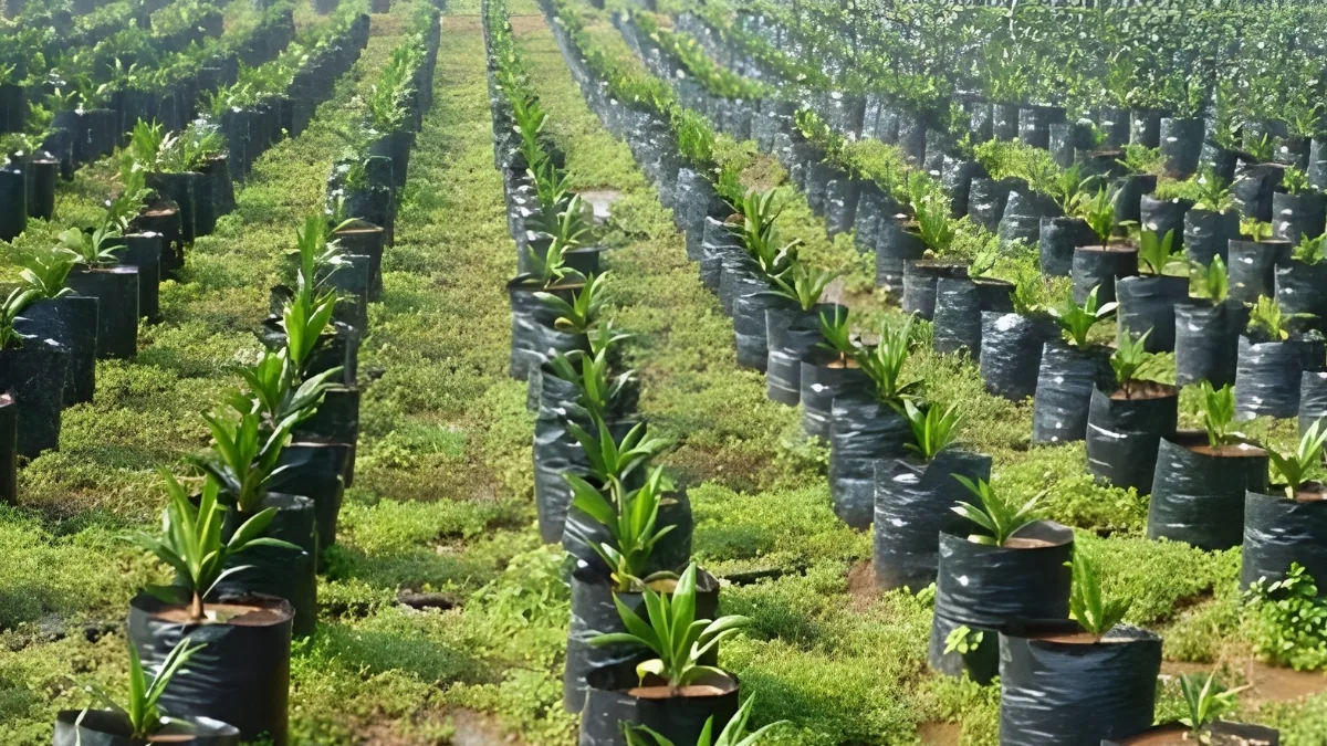 Bengkulu Targetkan Peremajaan 4.500 Hektare Sawit untuk Tingkatkan Produktivitas