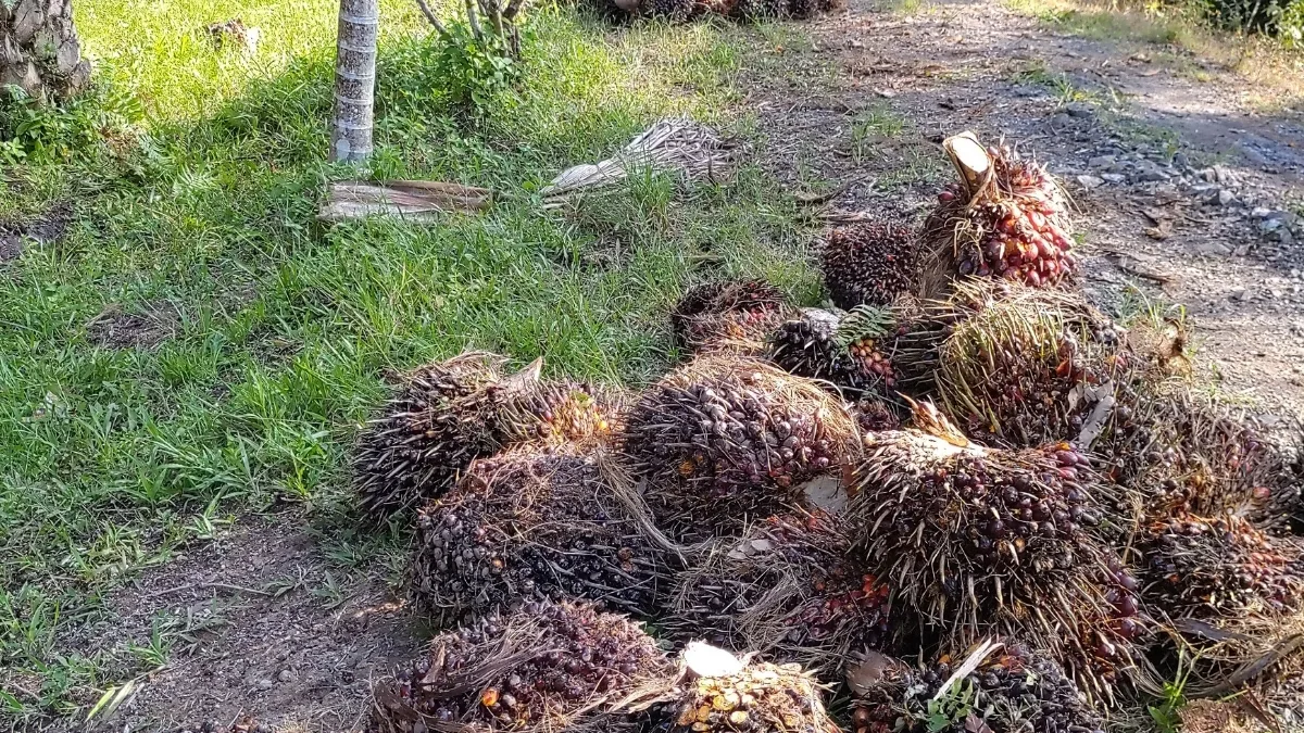 Limbah Kelapa Sawit: Sumber Energi dan Ekonomi Berkelanjutan