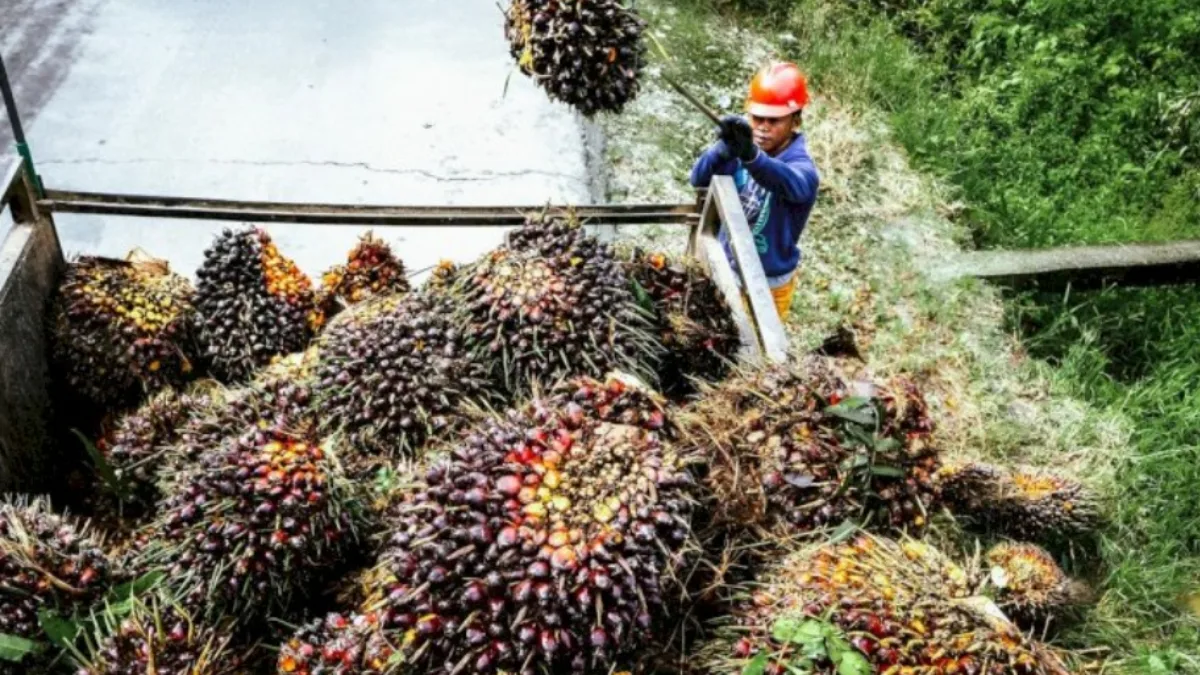 Krisis Lapangan Kerja: Buruh Perkebunan Sawit Terpinggirkan di Indonesia