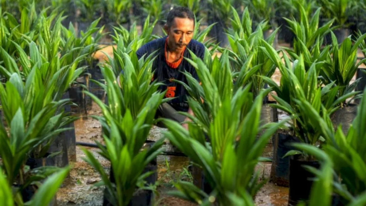 Transformasi Petani Sawit: Inisiatif dan Inovasi Terkini di Indonesia